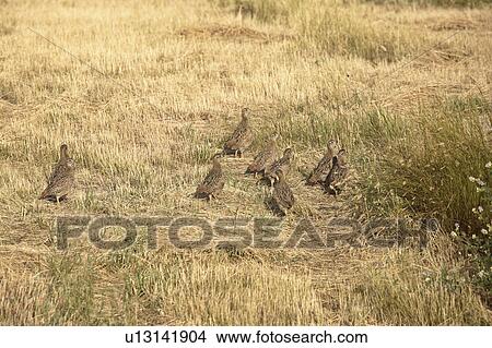 canada, partridge, saskatchewan, scenic, fledglings, gray View Large Photo Image Picture - canada, partridge, saskatchewan, scenic, fledglings, gray. Fotosearch