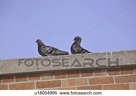 canada, pigeons, saskatchewan, scenic, roof, two View Large Photo Image Stock Photography - canada, pigeons, saskatchewan, scenic, roof, two. Fotosearch