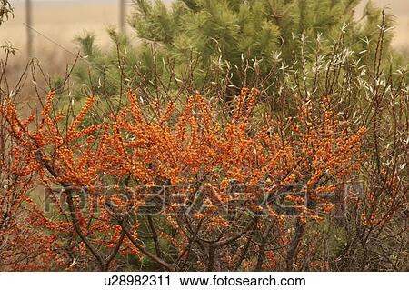 canada, pine, saskatchewan, scenic, tree, shrubbery View Large Photo Image Stock Image - canada, pine, saskatchewan, scenic, tree, shrubbery. Fotosearch