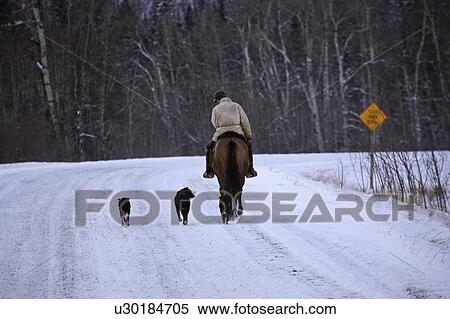 Stock Photography - canada, rider, alberta, dogs, three, horseback. Fotosearch