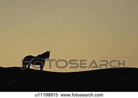 canada, silhouetted, saskatchewan, scenic, ridge, horse View Large Photo Image Stock Photography - canada, silhouetted, saskatchewan, scenic, ridge, horse. Fotosearch
