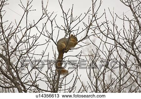 canada, squirrel, saskatchewan, scenic, tree, red View Large Photo Image Stock Image - canada, squirrel, saskatchewan, scenic, tree, red. Fotosearch