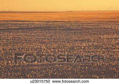 canada, view, saskatchewan, scenic, sunset, winter View Large Photo Image Stock Image - canada, view, saskatchewan, scenic, sunset, winter. Fotosearch