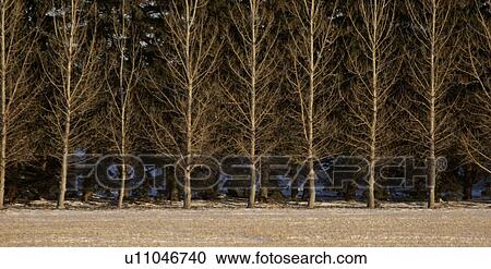 Stock Image - canada, windbreak, saskatchewan, scenic, trees, row. Fotosearch