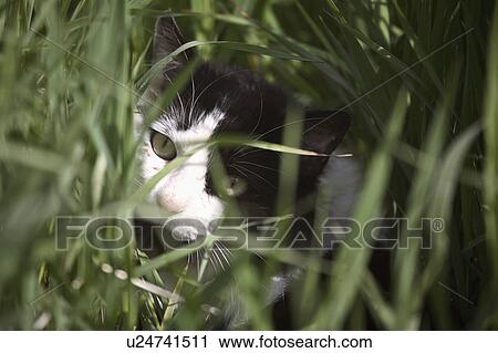 cat, grass, roadside, hiding, domestic View Large Photo Image Stock Image - cat, grass, roadside, hiding, domestic. Fotosearch