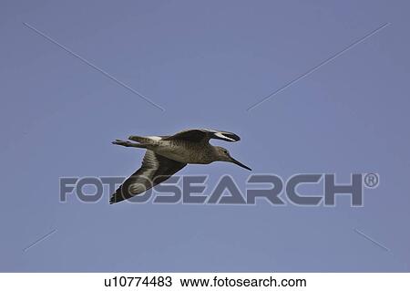 catoptroporus, flight, canada, saskatchewan, scenic, willet View Large Photo Image Stock Image - catoptroporus, flight, canada, saskatchewan, scenic, willet. Fotosearch