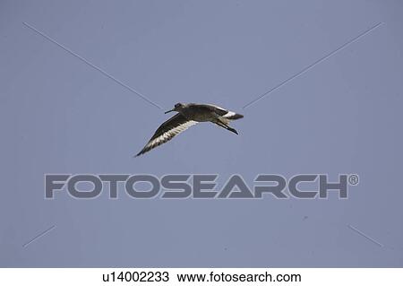 Stock Image - catoptroporus, flight, canada, saskatchewan, scenic, willet. Fotosearch
