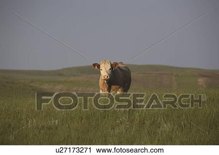 Stock Image - cattle, pasture, canada, saskatchewan, scenic, cow. Fotosearch
