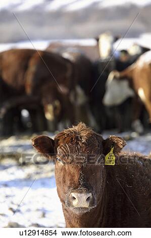 Picture - cattle, winter, station, feeding, tagged. Fotosearch