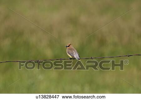 Stock Photo - central, waxwing, scenic, strand, barbedwire, cedar. Fotosearch