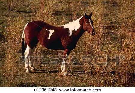 Stock Photo - chama, white, meadow, horse, spotted, brown. Fotosearch