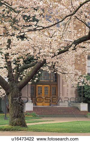 cherry, hall, blossoming, framed, doorway, smith View Large Photo Image Stock Image - cherry, hall, blossoming, framed, doorway, smith. Fotosearch