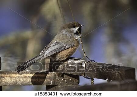 chickadee, passerine, railing, boreal View Large Photo Image Stock Image - chickadee, passerine, railing, boreal. Fotosearch