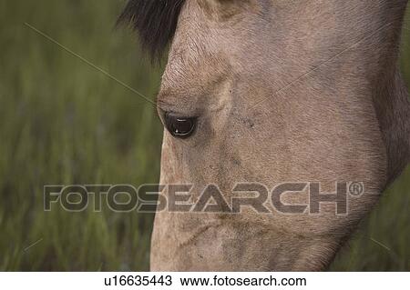 close, horse, canada, saskatchewan, scenic, closeup View Large Photo Image Stock Image - close, horse, canada, saskatchewan, scenic, closeup. Fotosearch
