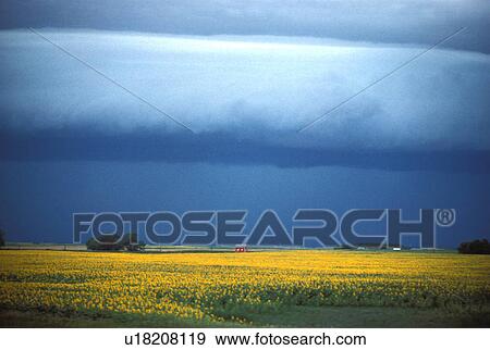 Stock Photo - cloud, mustard, tubular, dakota, north, field. Fotosearch