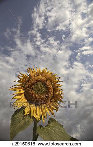 clouds, scenic, head, sunflower, lovely View Large Photo Image Stock Photo - clouds, scenic, head, sunflower, lovely. Fotosearch