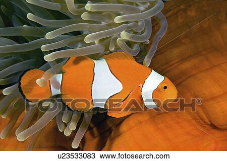 Stock Image - clownfish, its, aroud, swimming, tomato. Fotosearch
