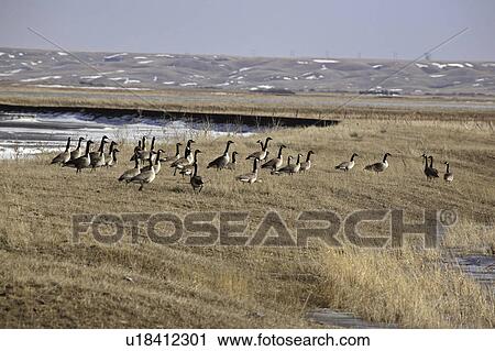 commonly, goose, widespread, canadensis, branta, canada View Large Photo Image Stock Image - commonly, goose, widespread, canadensis, branta, canada. Fotosearch