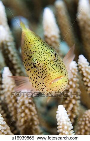 coral, blackside, hard, resting, forsters, hawkfish View Large Photo Image Stock Photography - coral, blackside, hard, resting, forsters, hawkfish. Fotosearch