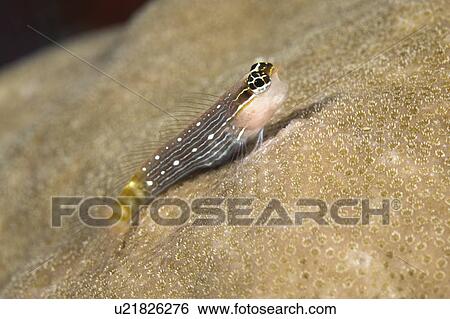 coral, whiteline, perched, blenny, combtooth, tiny View Large Photo Image Stock Photograph - coral, whiteline, perched, blenny, combtooth, tiny. Fotosearch