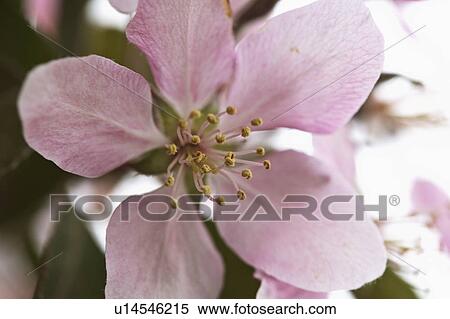 crabapple, saskatchewan, tree, blossum View Large Photo Image Stock Photography - crabapple, saskatchewan, tree, blossum. Fotosearch