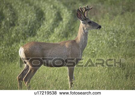 crane, mule, field, buck, deer, young View Large Photo Image Stock Photo - crane, mule, field, buck, deer, young. Fotosearch