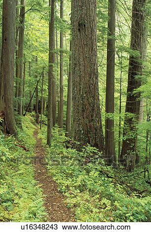 Stock Image - creek, mountains, north, old, tree, backpacking. Fotosearch