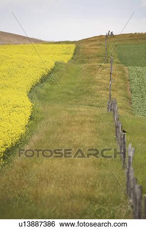 Stock Photograph - crop, saskatchewan, scenic, bloom, canola. Fotosearch