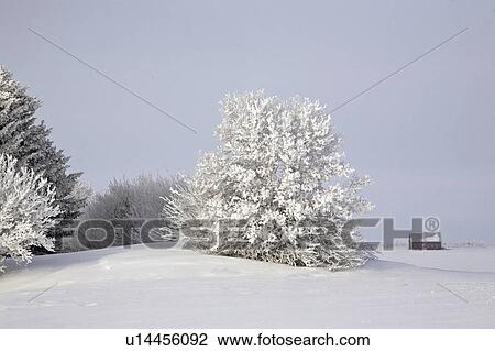crystals, frost, ice, white, refers, hoar View Large Photo Image Stock Image - crystals, frost, ice, white, refers, hoar. Fotosearch