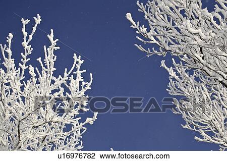 crystals, frost, ice, white, refers, hoar View Large Photo Image Stock Image - crystals, frost, ice, white, refers, hoar. Fotosearch