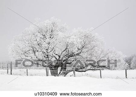 Stock Photo - crystals, frost, ice, white, refers, hoar. Fotosearch