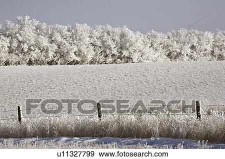crystals, frost, ice, white, refers, hoar View Large Photo Image Stock Photo - crystals, frost, ice, white, refers, hoar. Fotosearch
