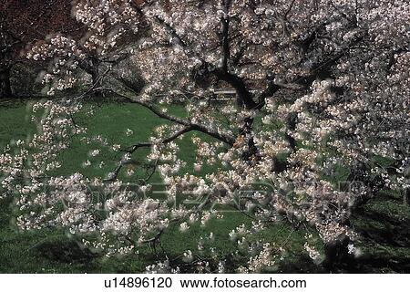 cultivar, japanese, prunus, tree, cherry, softfocused View Large Photo Image Stock Image - cultivar, japanese, prunus, tree, cherry, softfocused. Fotosearch