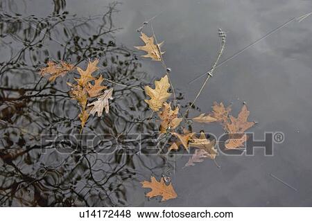 Stock Photo - cumberland, oak, water, reflections, leaves, fall. Fotosearch