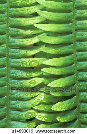 Stock Photo - curtis, cascade, forestry, fern, forest, evergreen. Fotosearch