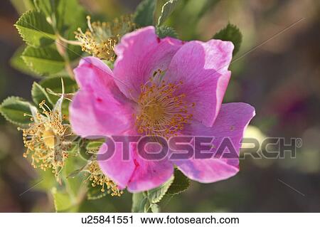 deciduous, prairie, arkansana, rosa, rose, wild View Large Photo Image Stock Image - deciduous, prairie, arkansana, rosa, rose, wild. Fotosearch