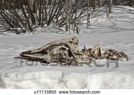 Stock Photography - deer, bone, member, slain, spine, jaw. Fotosearch