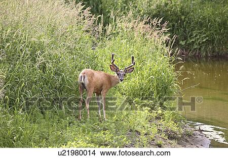 Picture - deer, habitat, hermionus, odocoileus, mule. Fotosearch