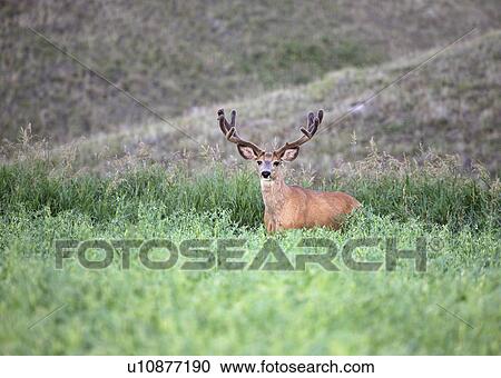 Stock Image - deer, habitat, hermionus, odocoileus, mule. Fotosearch