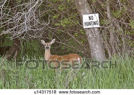 Stock Photo - deer, sign, hunting, next, whitetailed. Fotosearch