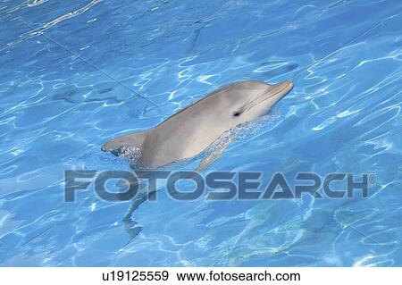 Stock Photo - dolphin, bottlenosed, porpoise, oceanarium, bottlenose. Fotosearch