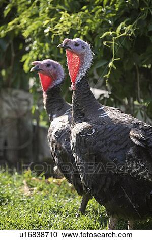 Stock Image - domestic, saskatchewan, scenic, turkeys, two. Fotosearch