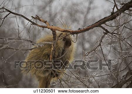 Stock Image - dorsatum, scenic, erethazon, canada, saskatchewan, porcupine. Fotosearch