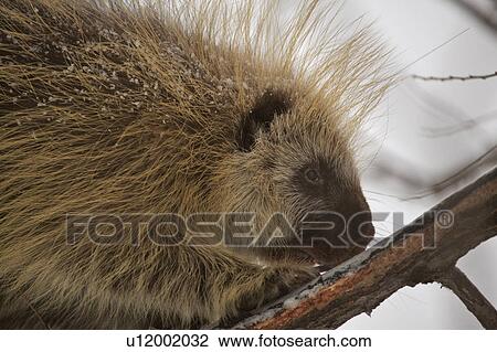 Stock Image - dorsatum, scenic, erethazon, canada, saskatchewan, porcupine. Fotosearch