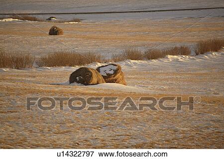 drifts, lighting, snow, field, stubble, low View Large Photo Image Stock Photo - drifts, lighting, snow, field, stubble, low. Fotosearch