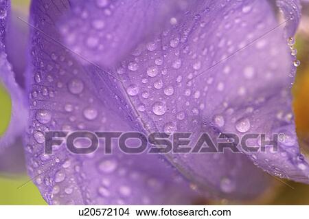 Picture - drops, scenic, flower, blooming, rain. Fotosearch