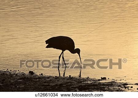 Picture - dusk, blackcrowned, feeding, heron, night, immature. Fotosearch