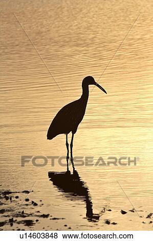 dusk, blackcrowned, feeding, heron, night, immature View Large Photo Image Stock Photo - dusk, blackcrowned, feeding, heron, night, immature. Fotosearch
