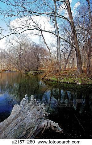 Stock Image - ecology, stream, water, creek, march, wilderness. Fotosearch