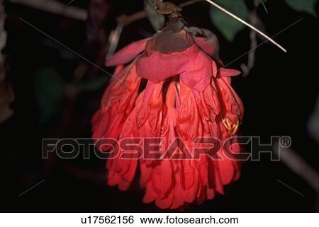 Stock Photograph - ecuador, red, rainforest, seen, blossom, large. Fotosearch